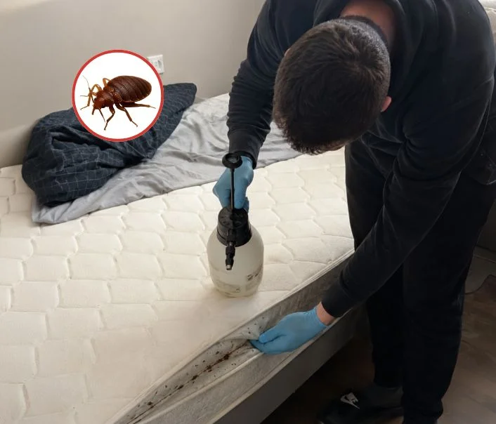 Technicien traitant un matelas contre les punaises de lit à Souzy-la-Briche